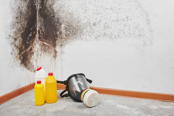 Best Attic Mold Removal  in Indian Hills, KY