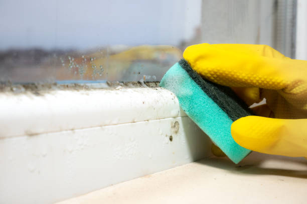 Best Commercial Mold Removal  in Indian Hills, KY