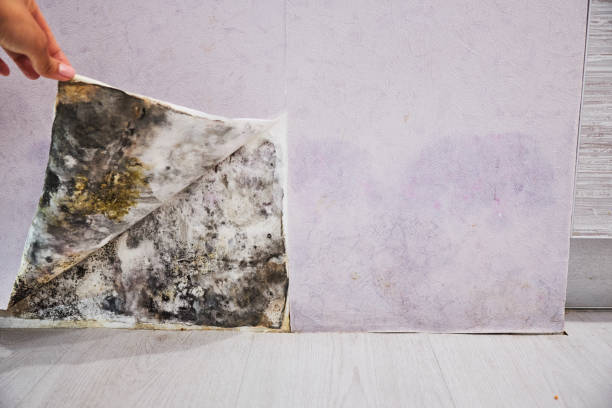 Best Emergency Mold Removal  in Indian Hills, KY